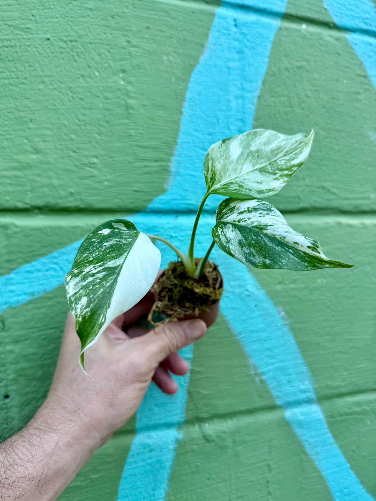 2” Monstera deliciosa albo variegated