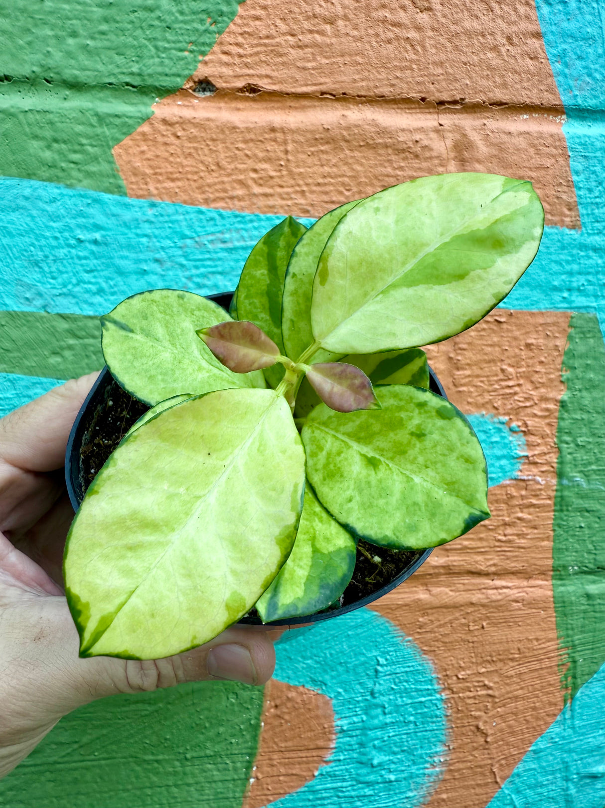 4" Hoya ‘Lisa’