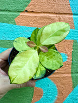 4" Hoya ‘Lisa’