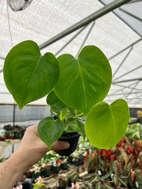 4" Monstera deliciosa - Canopy Plant Co.