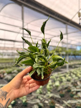 4" Pothos ‘Shangri-La’