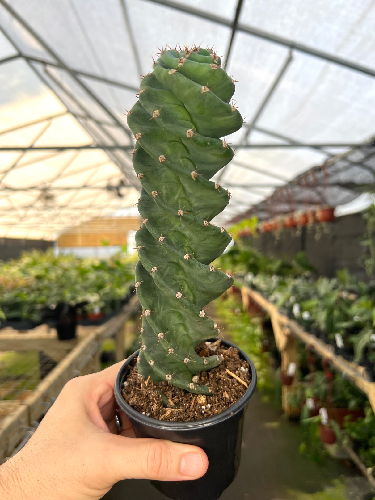 4" Cereus forbesii 'Spiralis'