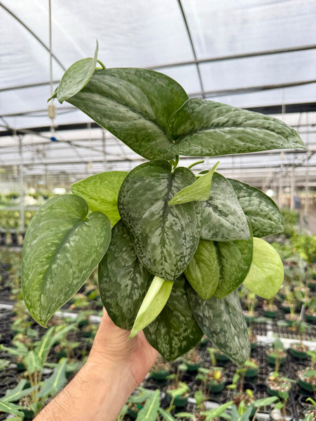 6" Scindapsus 'Mount Salak' - Canopy Plant Co.