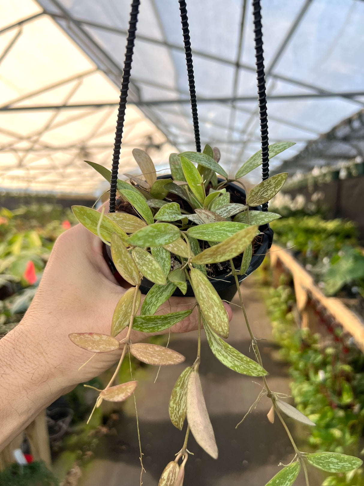 4" Hoya sigillatis hanging basket