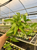 4" Epipremnum pinnatum 'Skeleton Key'