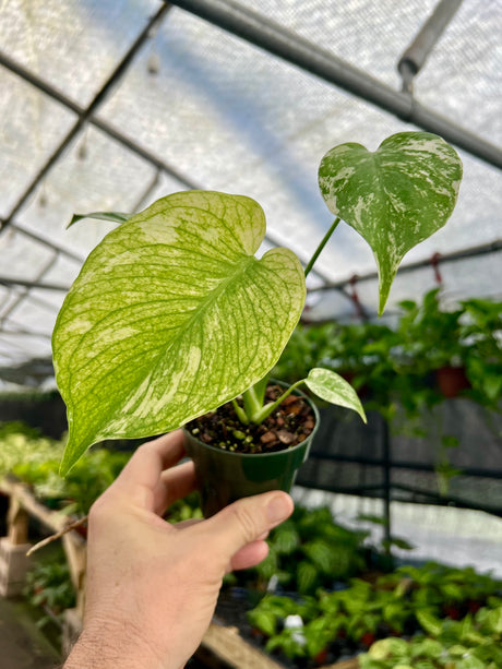 3.5” Monstera ‘Mint’ - Canopy Plant Co.