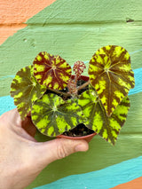 4" Begonia 'Cowardly Lion'