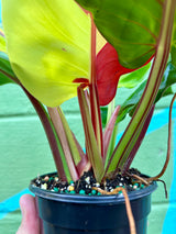 4" Philodendron ‘Red Moon’ - Canopy Plant Co.