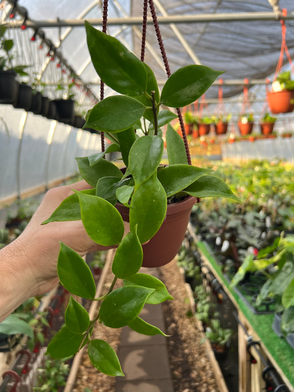 4" Hoya Sunrise hanging basket