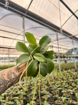 4" Hoya quinquenervia - Canopy Plant Co.