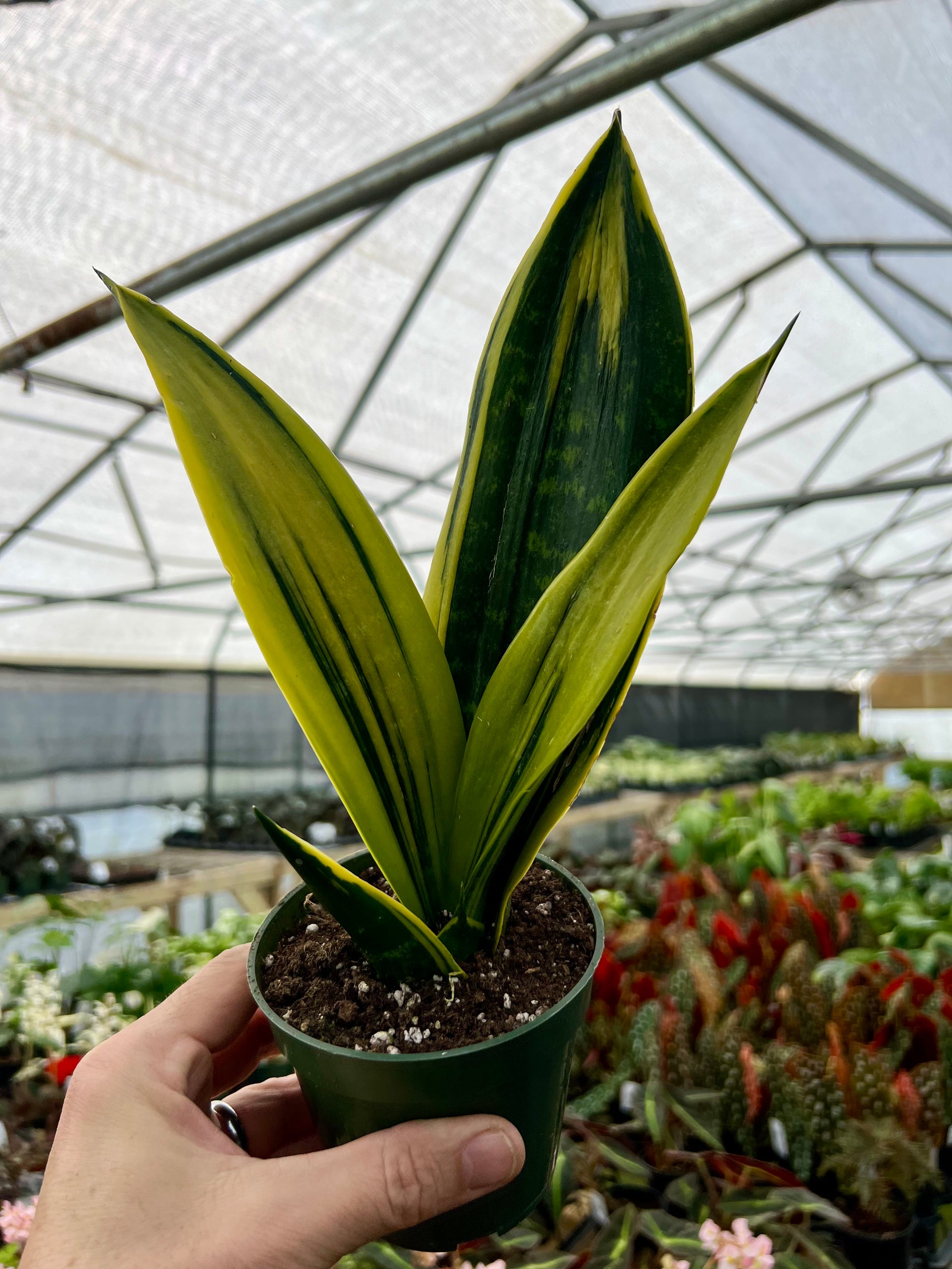 sansevieria wagner's gold 4” Sansevieria Golden Flame