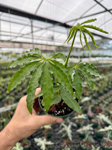 4" Anthurium polyschistum