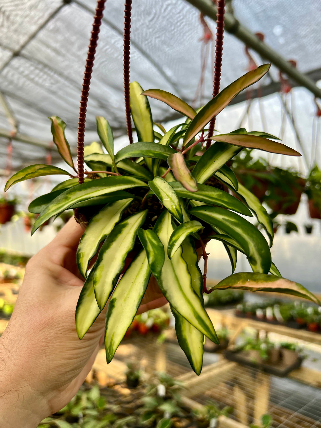 4" Hoya wayetii variegated hanging basket - Canopy Plant Co.