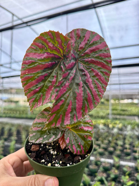 4" Begonia brevirimosa 'Exotica'