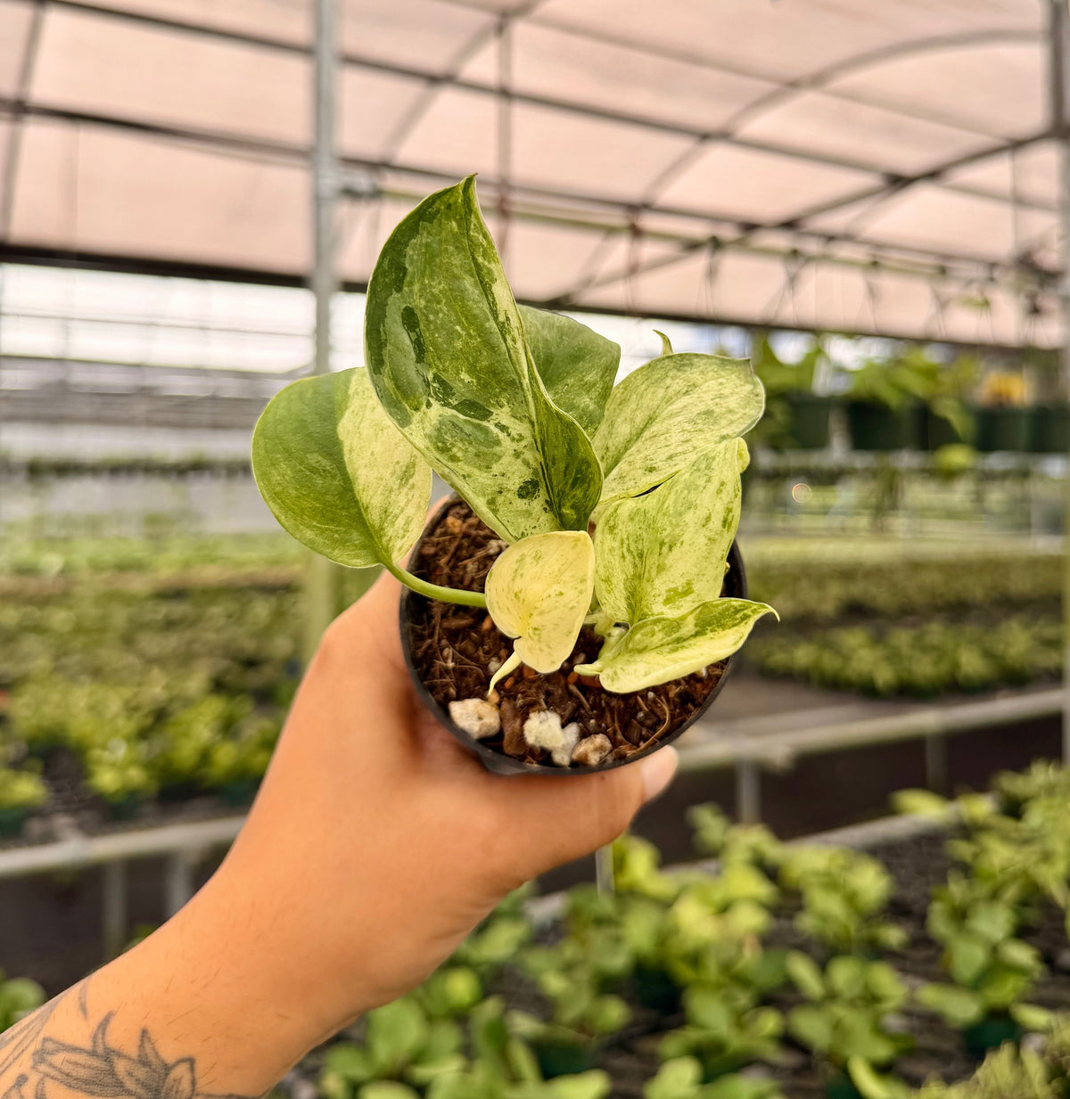 3" Scindapsus 'Jade Satin' marble variegated