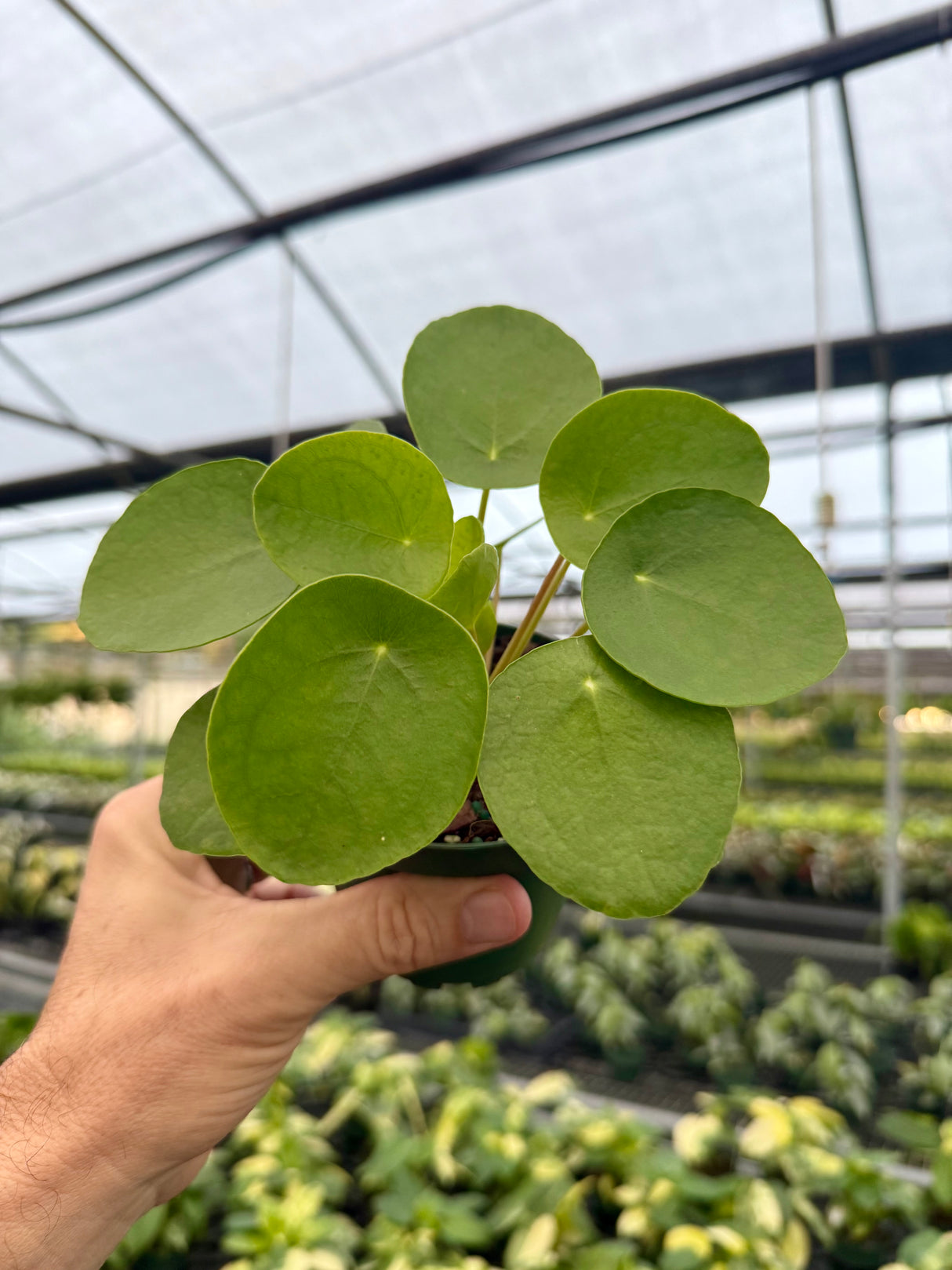 4" Pilea peperomioides 'Money Plant' - Canopy Plant Co.