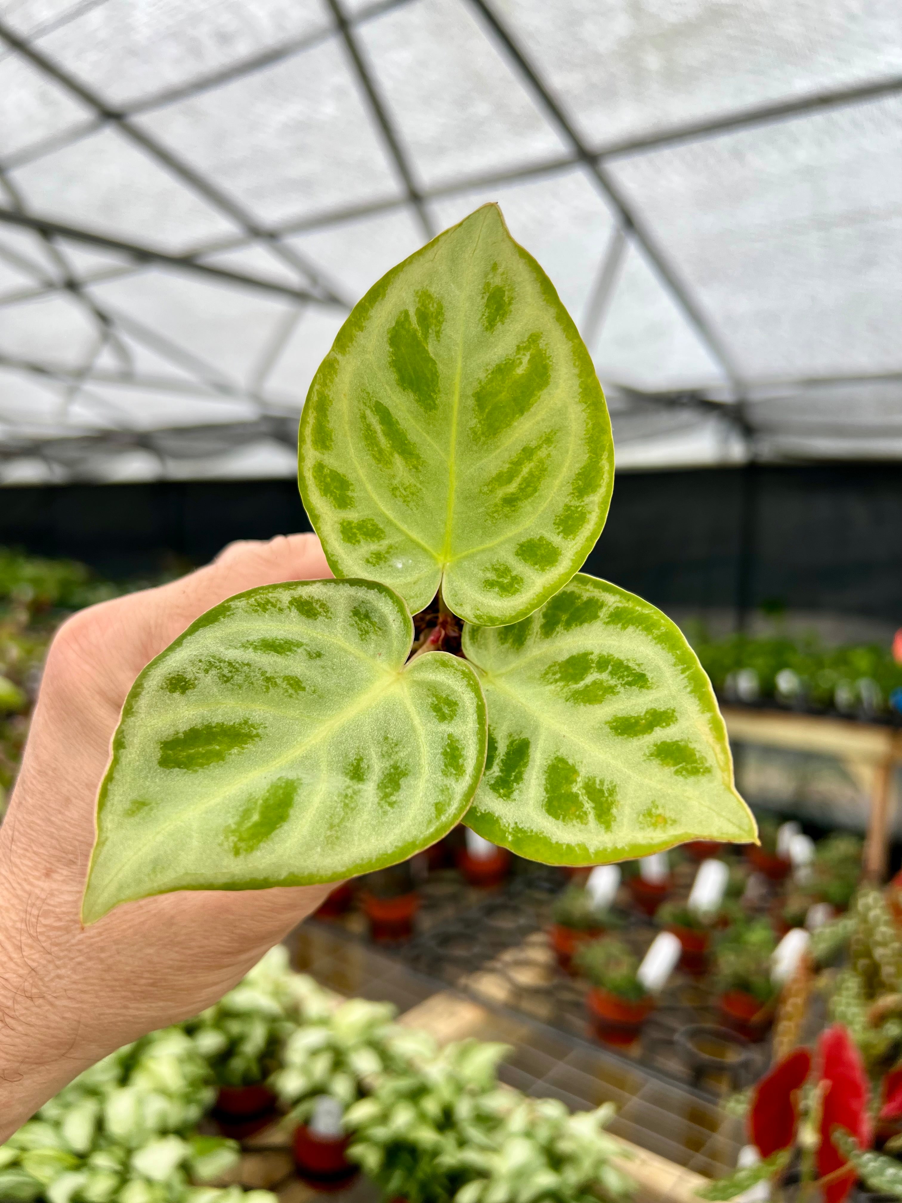 All Plants – Page 5 – Canopy Plant Co. All Plants – Page 5 – Canopy Plant Co.