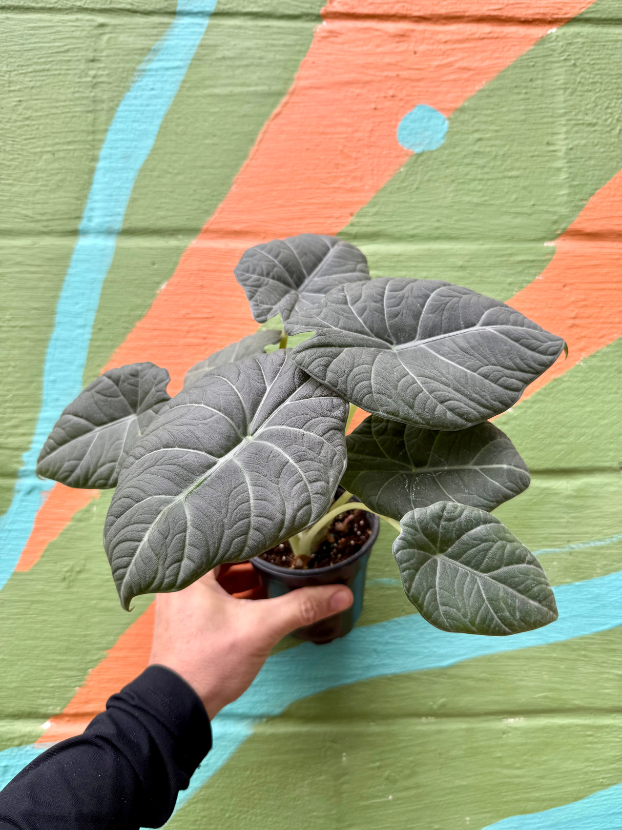 4” Alocasia maharani