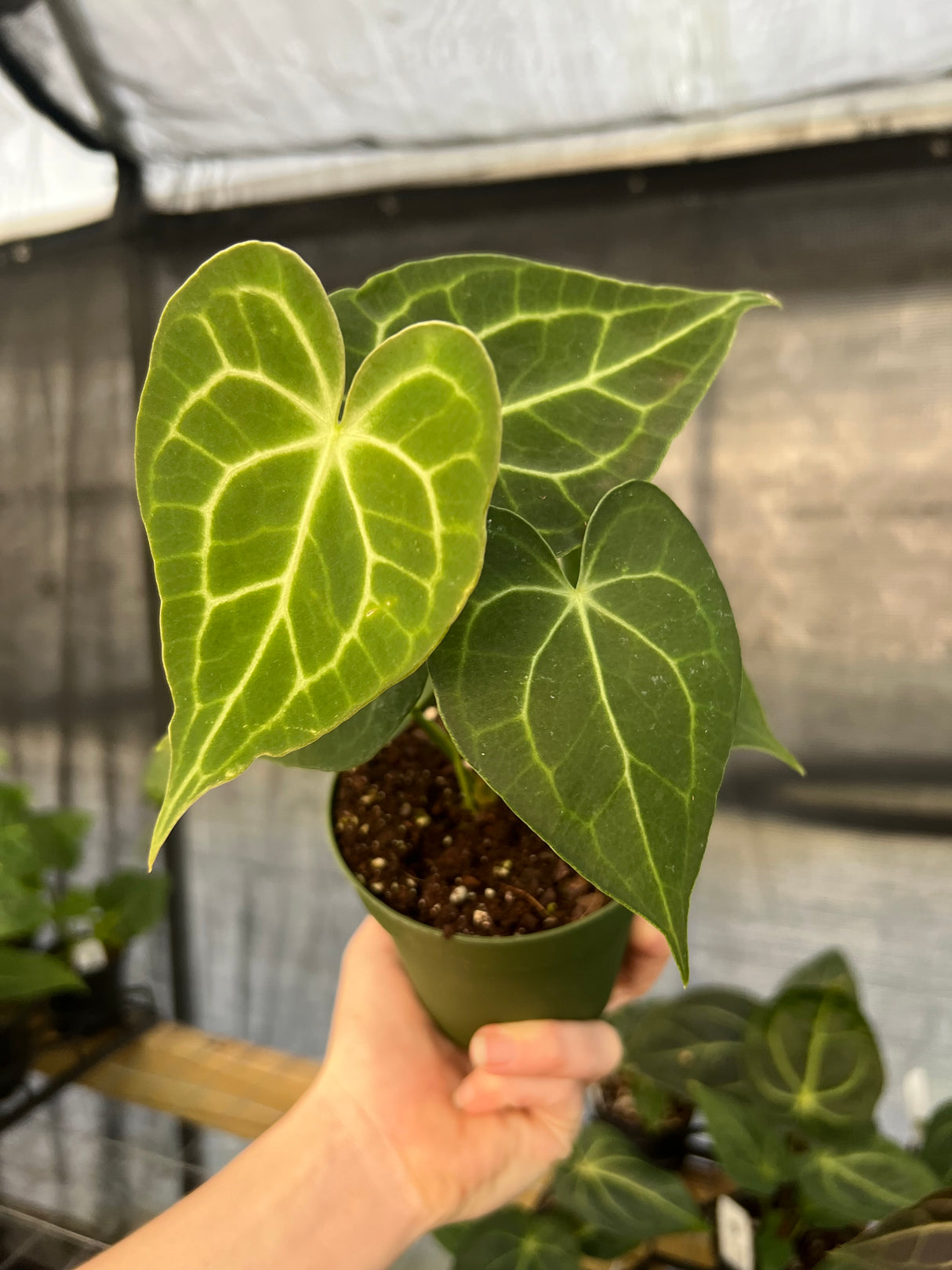 4" Anthurium clarinervium