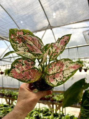 4” Aglaonema tricolor 'Anyamanee' - Canopy Plant Co.