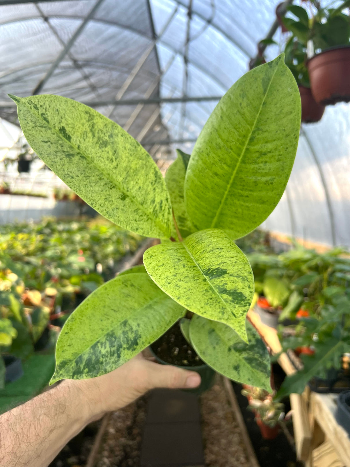 4" Ficus shivereana 'Moonshine'