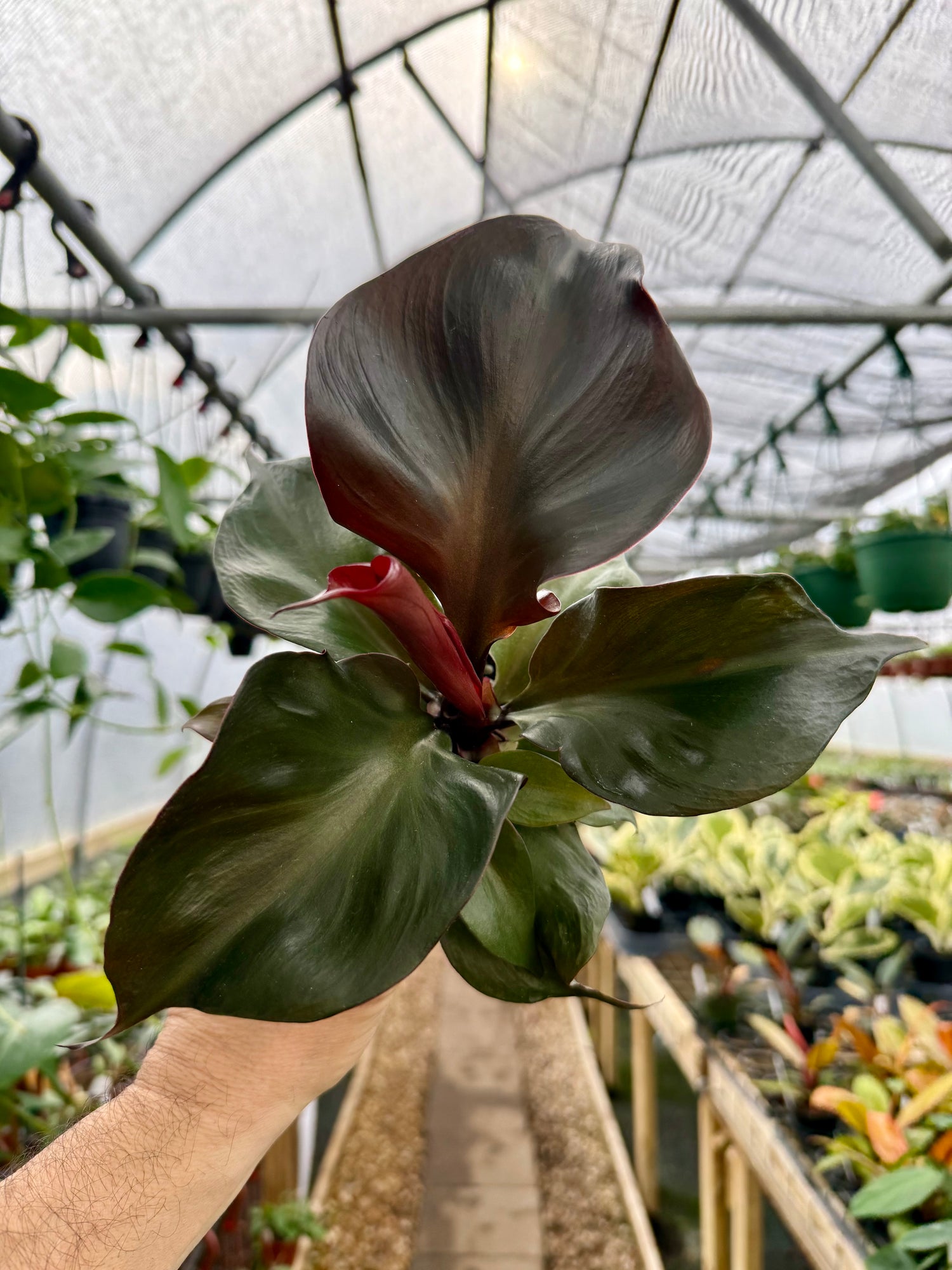 philodendron red plant Red Heart Philodendron - 4" Pot