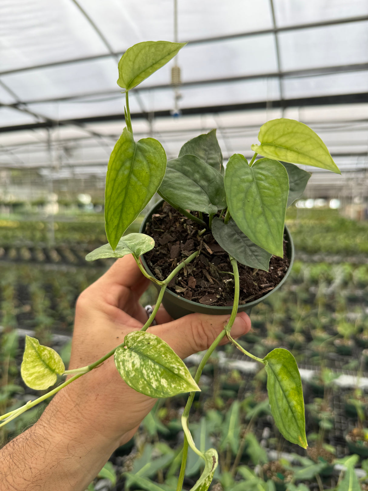 4” Pothos ‘Cebu Ghost’ - Canopy Plant Co.