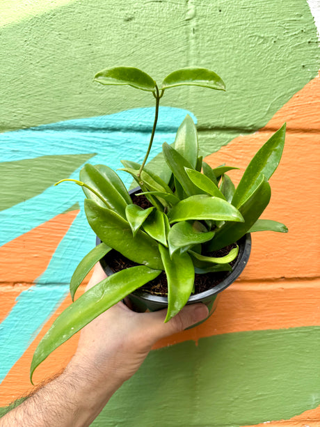 6” Hoya celata 'White Dragon' - Canopy Plant Co.