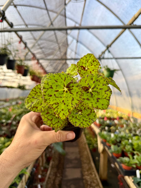 4" Begonia 'Lime Fever' - Canopy Plant Co.