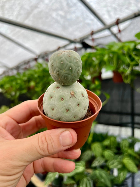 2.5" Tephrocactus geometricus Canopy Plant Co.