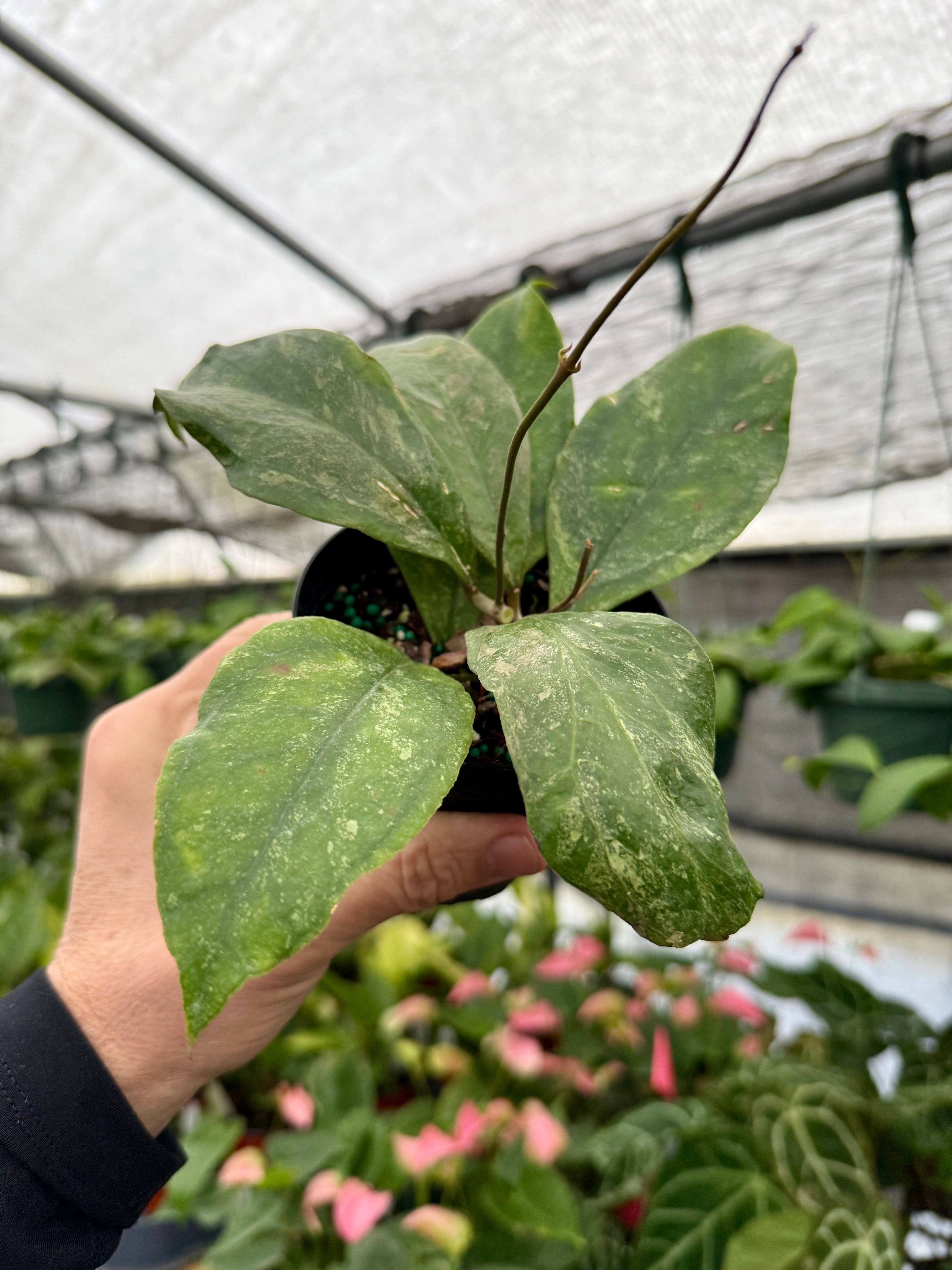 4” Hoya 'Chicken Farm' – Canopy Plant Co.