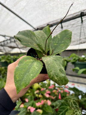4” Hoya 'Chicken Farm' - Canopy Plant Co.