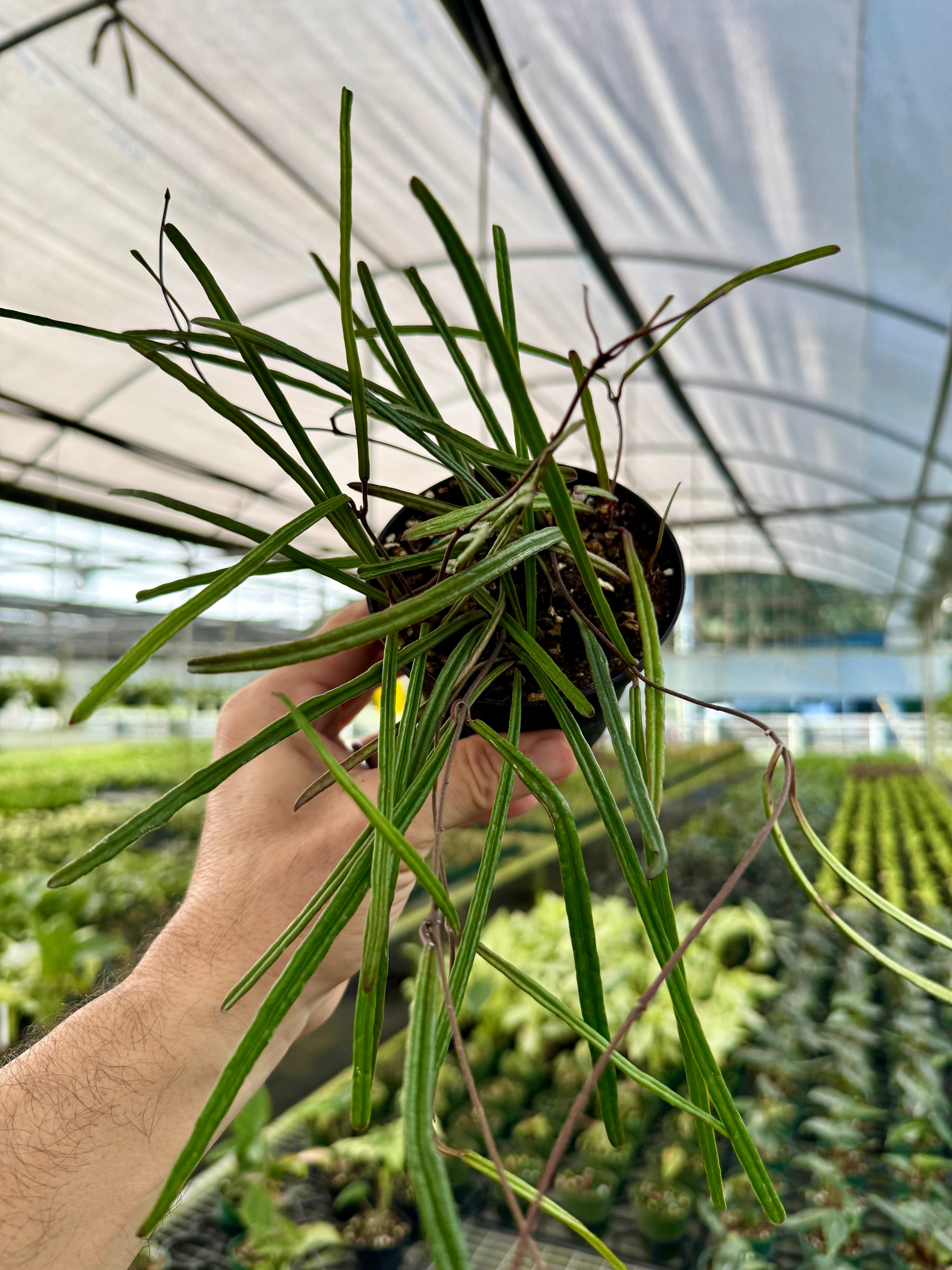 All Plants – Page 3 – Canopy Plant Co.