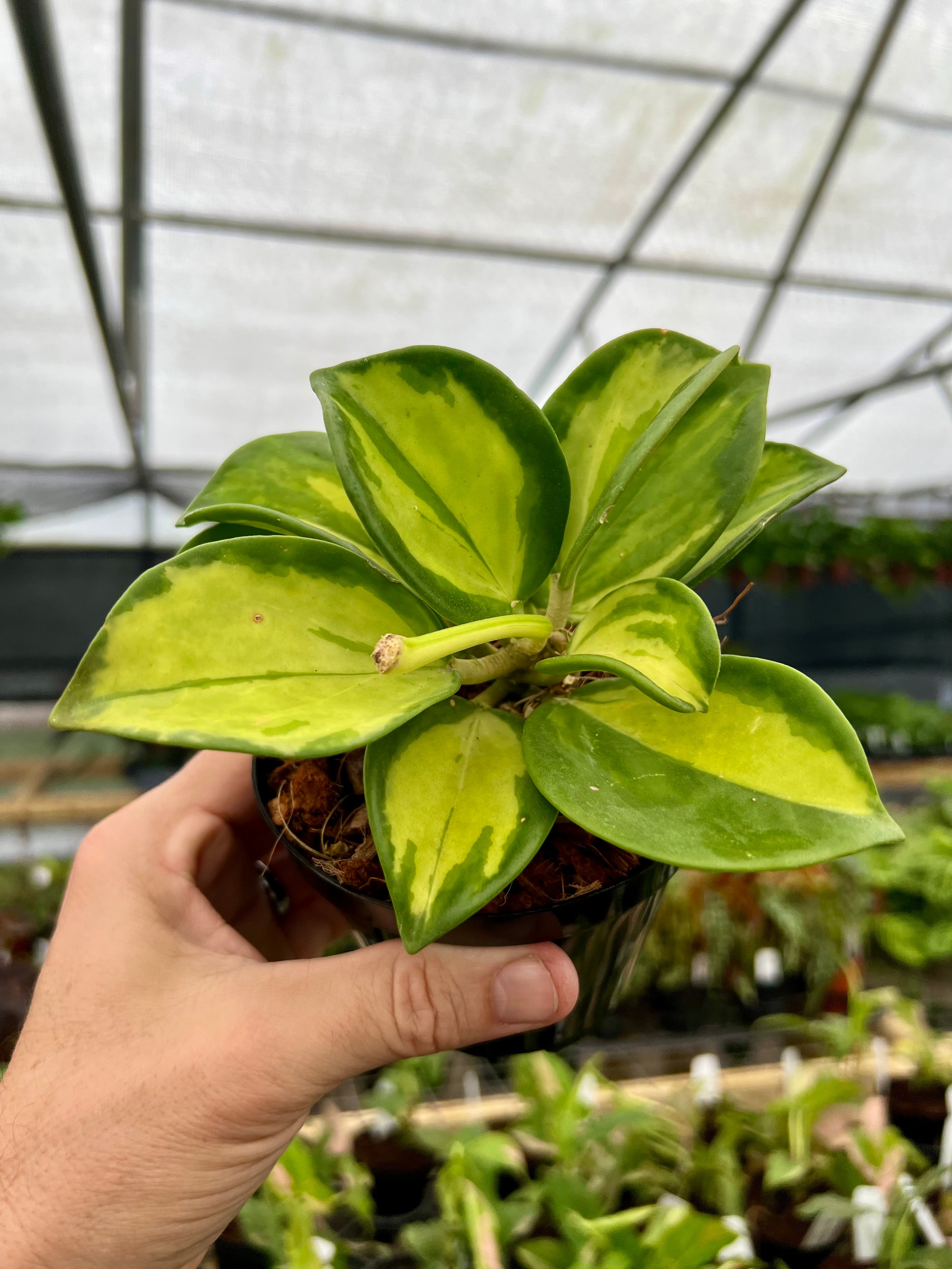 トールペイント作品　Berry Plants Rare and Uncommon Plants – Page 2 – Canopy Plant Co.