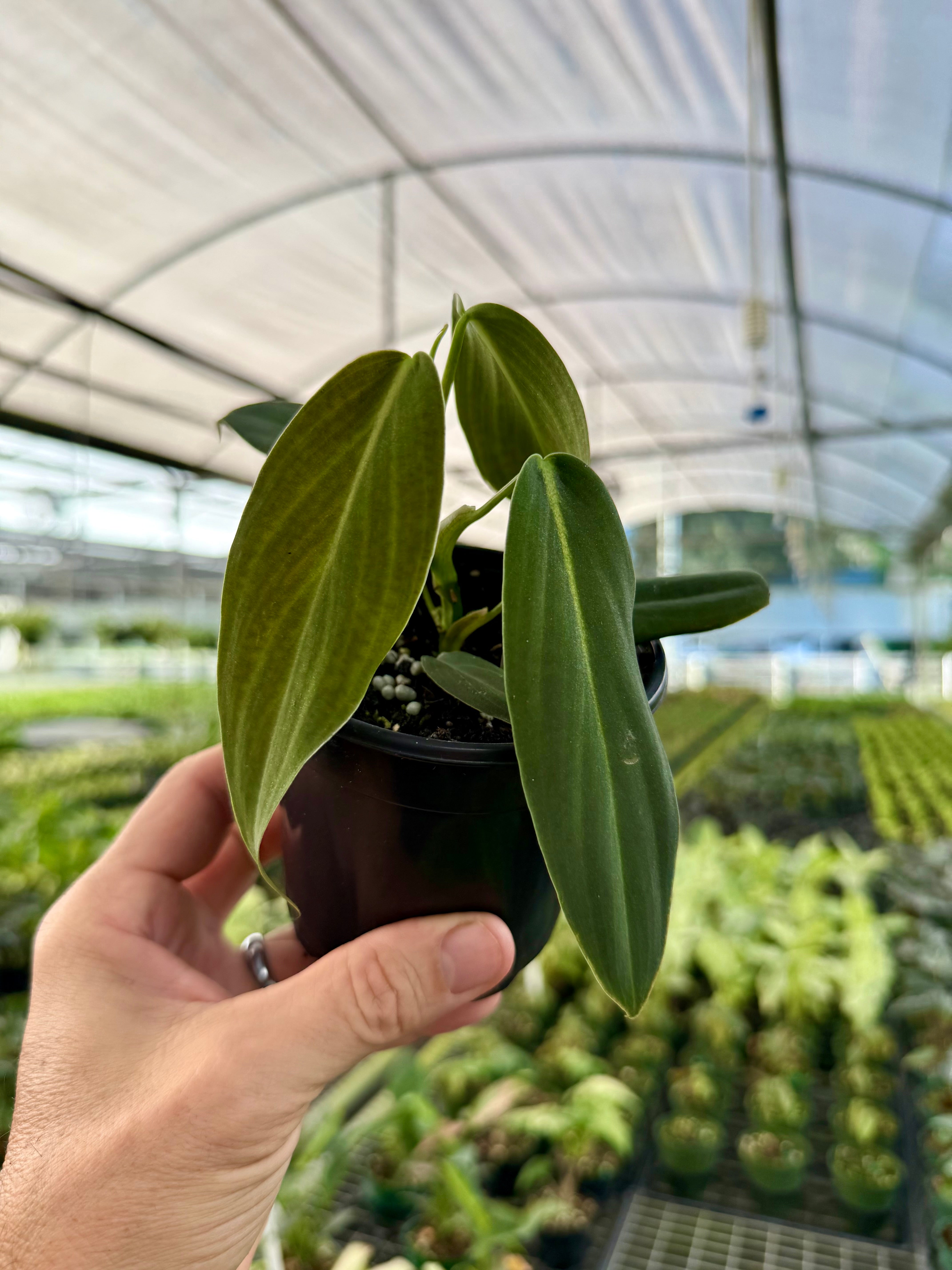 4” Philodendron gigas | Canopy Plant Co.