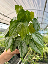 4" Philodendron brandtianum