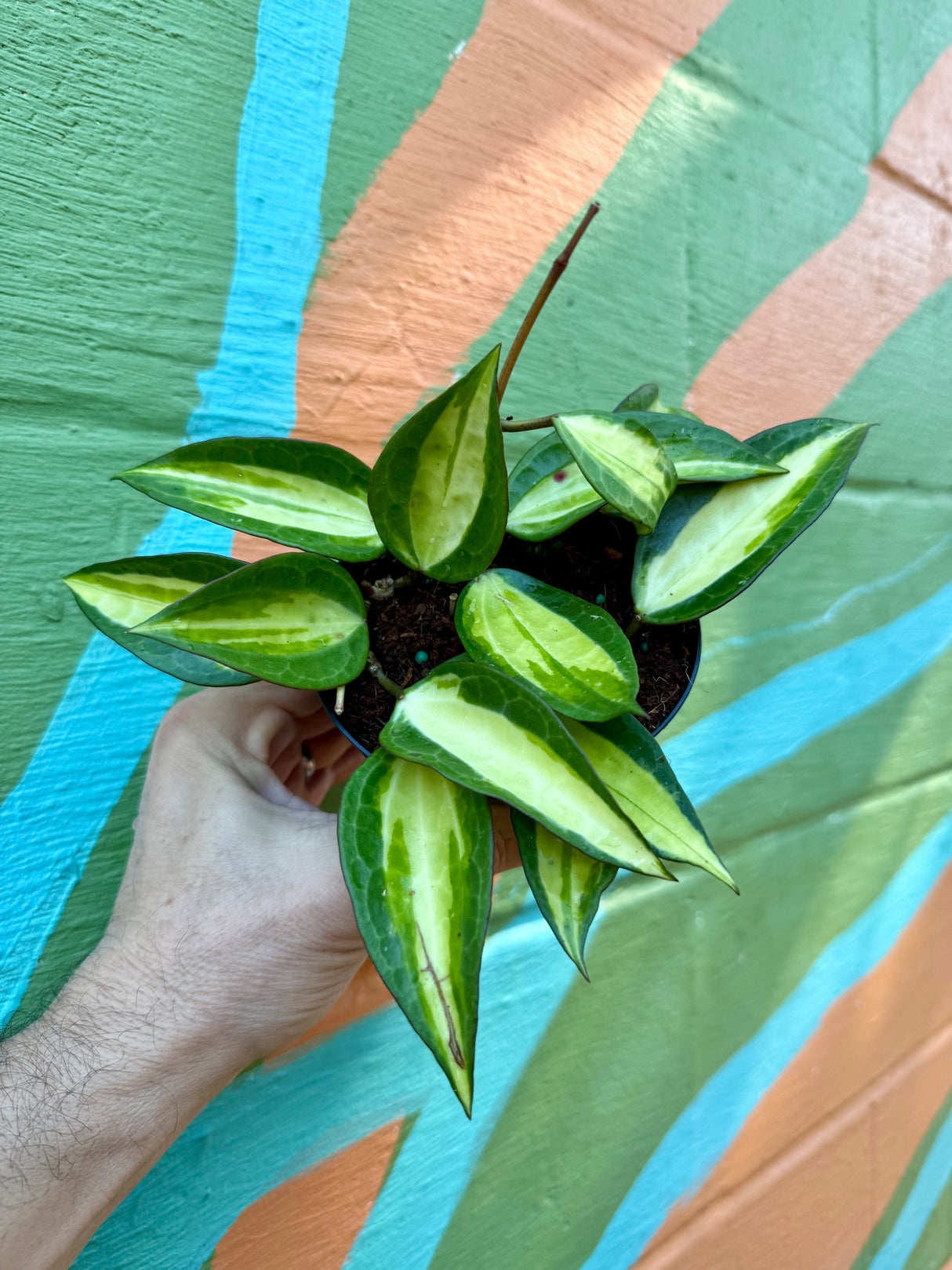 4” Hoya latifolia 'Pot of Gold'