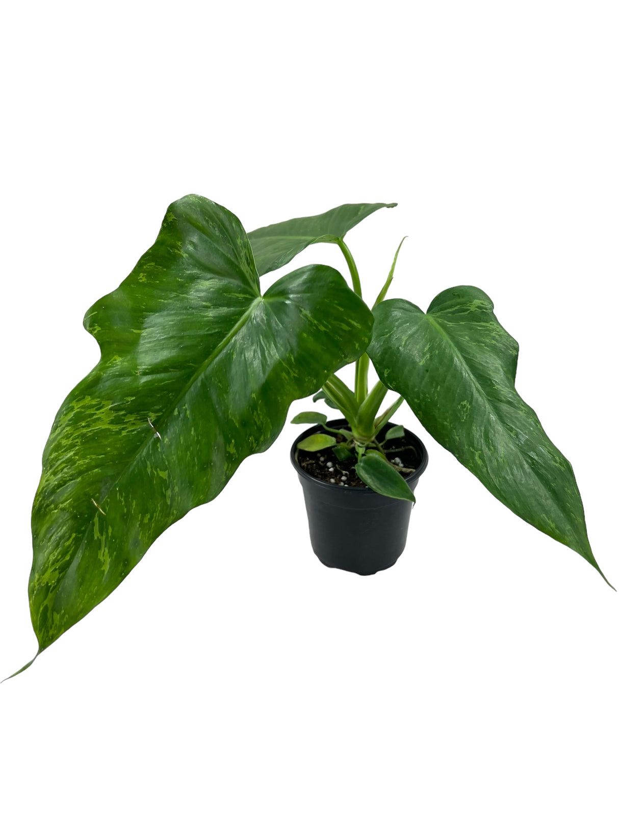 4" Philodendron Lime Fiddle