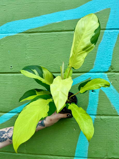 4" Philodendron ‘Thai Sunrise’ - Canopy Plant Co.