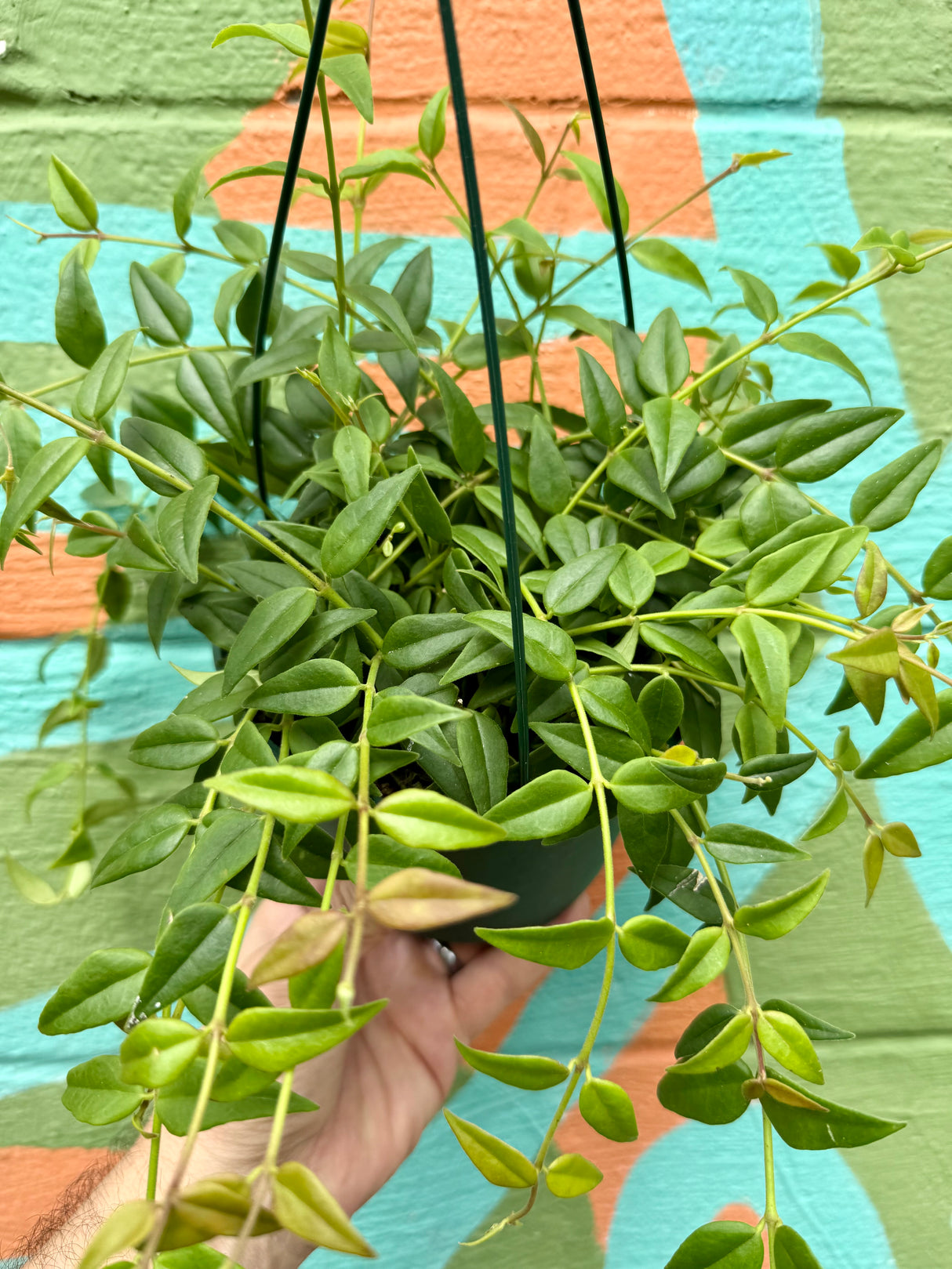 6" Hoya ‘Bella’ hanging basket