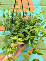 6" Hoya ‘Bella’ hanging basket