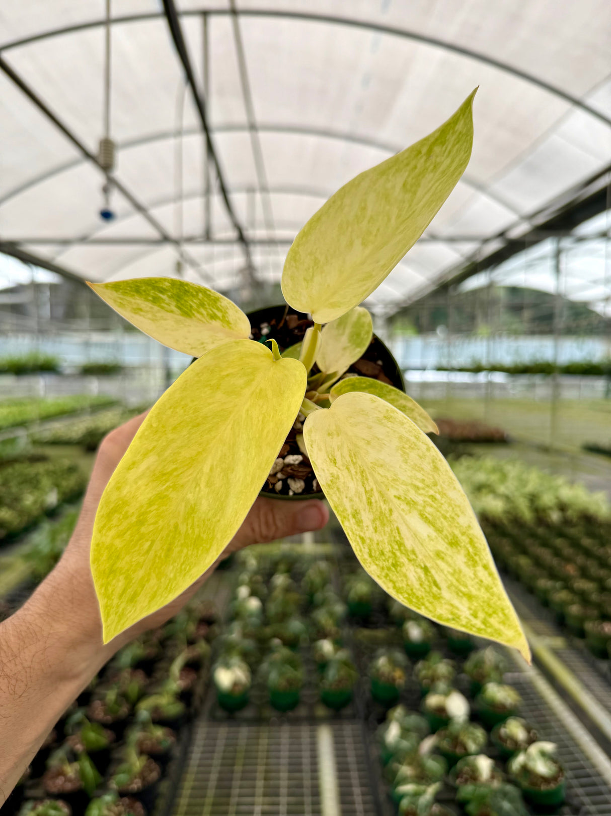 4" Philodendron ‘Painted Lady’