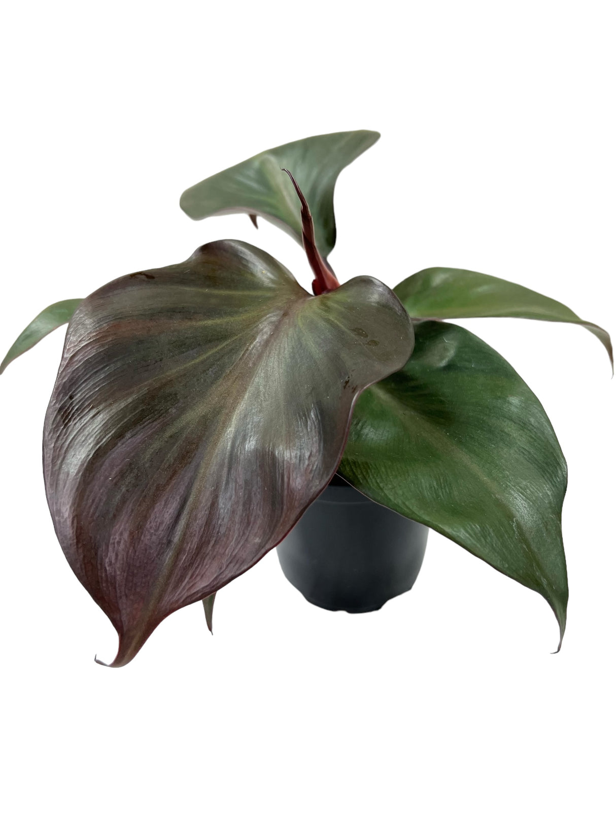 4" Philodendron Red Heart