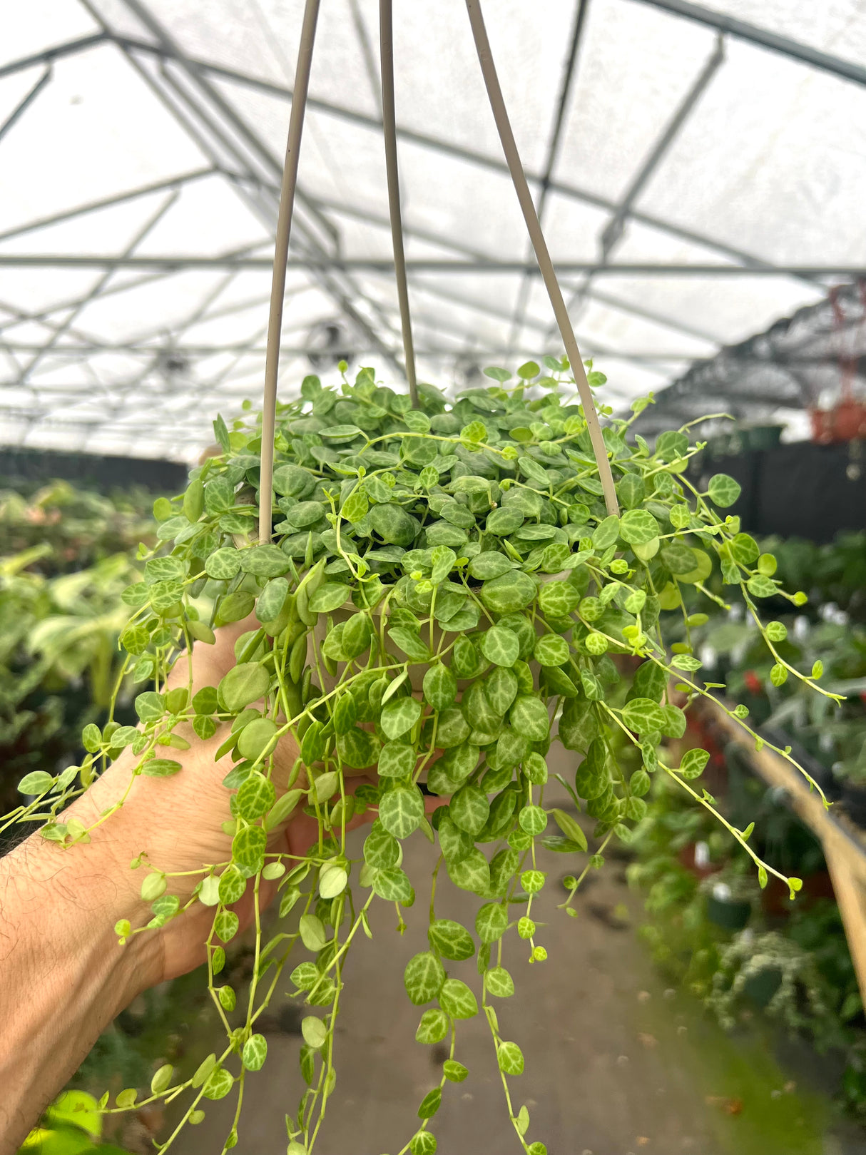 4” Peperomia String of Turtles hanging basket