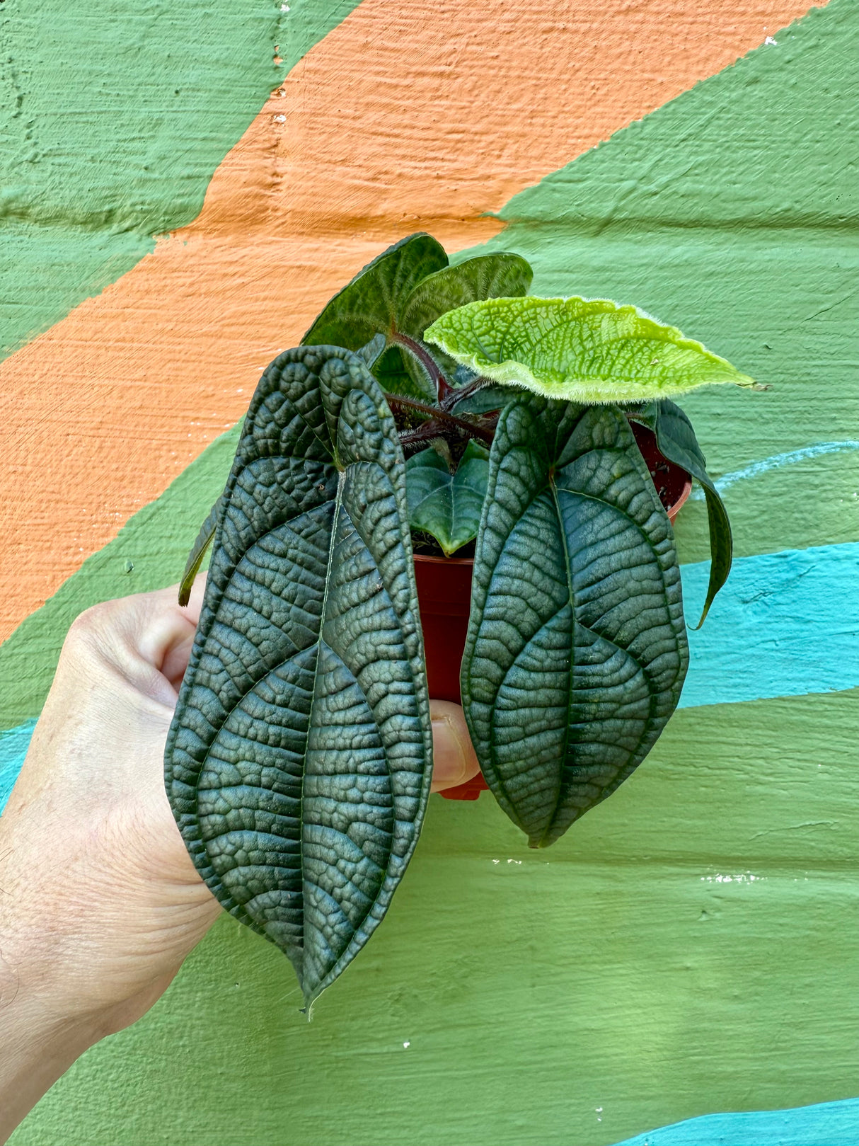 4" Piper parmatum - Canopy Plant Co.