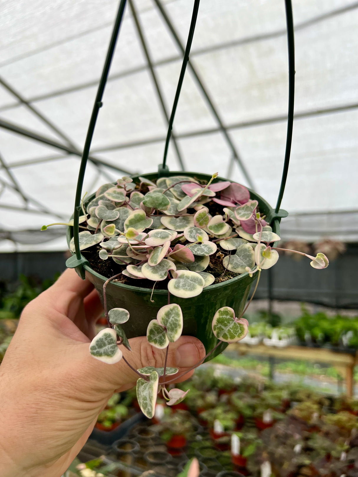 5” String of Hearts variegated hanging basket - Canopy Plant Co.
