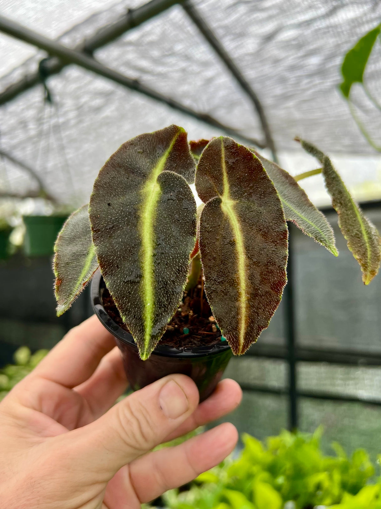 3” Begonia listada - Canopy Plant Co.