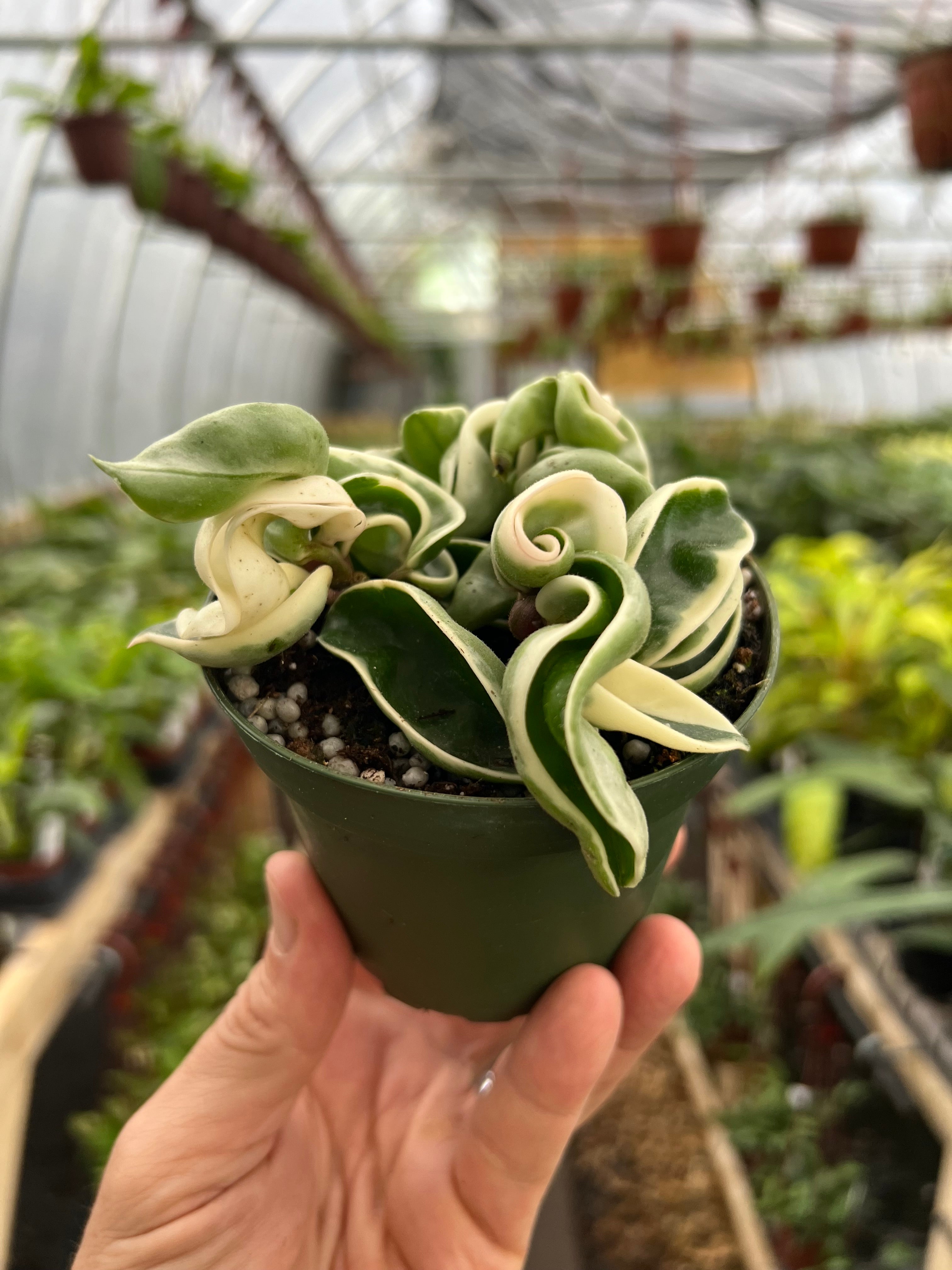 Variegated Hoya Compacta | Variegated Hoya Hindu shops Rope | Hoya Carnosa ‘Compacta Variegata’ | FREE Shipping