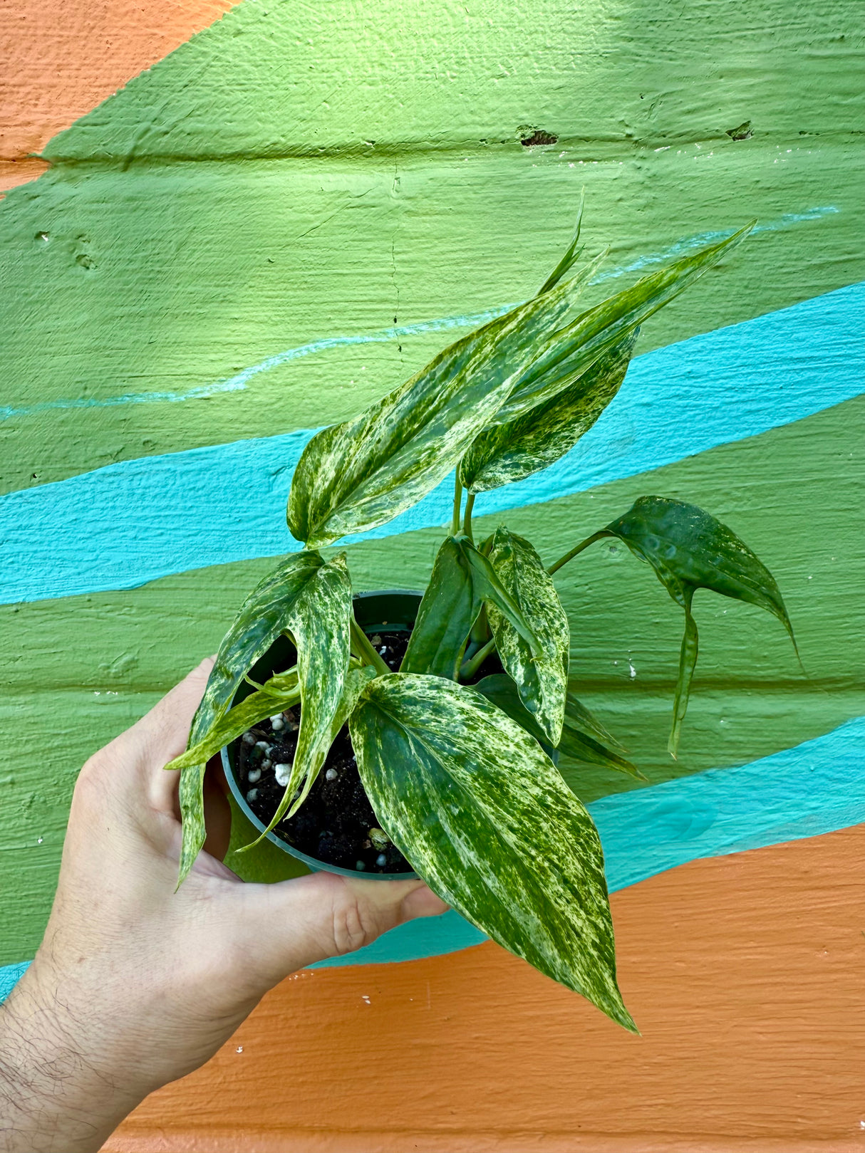 4" Amydrium zippelianum variegated