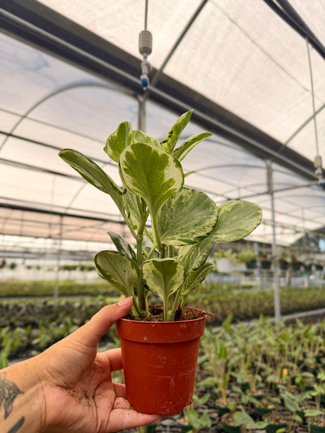 4" Peperomia ‘Golden Gate’ - Canopy Plant Co.